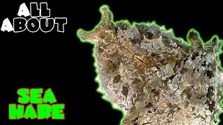 All About The Sea Hare or Dolabella Sea Hare [upl. by Saunder]