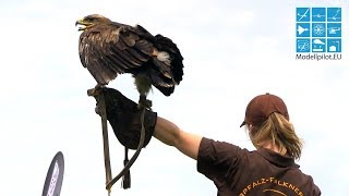 GREIFVOGELVORFÜHRUNG MOBILE FALKNEREI KOLITSCH ADLER BUSSARD EULE SEGELFLUGMESSE SCHWABMÜNCHEN [upl. by Tenej164]