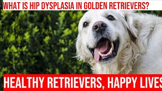 Hip Dysplasia in Golden Retrievers Causes Symptoms amp Treatment [upl. by Ylicec]