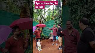 Spices farming in Keralashorts trending subscribers spices viralshort youtubebaby farmingyt [upl. by Maurili745]