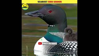 Scariest bird sounds facts youtubeshorts shorts [upl. by Sayer]