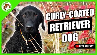 Get Ready to Fall in Love with the Curly Coated Retriever [upl. by Derry]