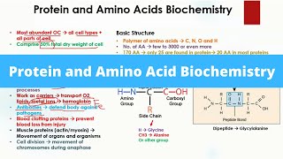 Protein and Amino Acids Biochemistry  Functions of Protein  Amino Acid structure [upl. by Ise]