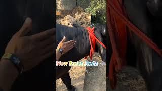 New Racer Jhota 🐃 buffalo bull viralvideo dairyfarm farmers farmerprotest farmer khetibadi [upl. by Juan]