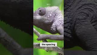 Chameleons  The Color Changing Secrets animals facts [upl. by Cazzie]