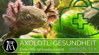 4 ErsteHilfeTipps für kranke Axolotl WichtigAxolotl KrankheitAxolotl Gesundheit [upl. by Kingston]