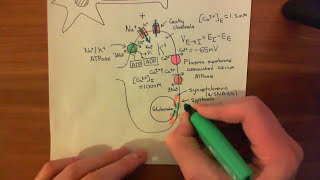 Strokes and Excitotoxicity Part 3 [upl. by Royd]