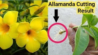 How to grow Allamanda plant from cutting [upl. by Ming]