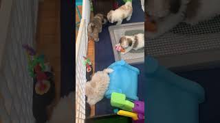 Our Havanese puppies are almost 10 weeks old Where did the time go [upl. by Cordi]