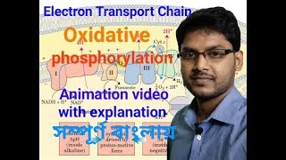 Electron Transport Chain  Oxidative phosphorylation  Animation video in Bengali [upl. by Johansen934]