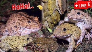 🤏🐸Boing Boing web catching frogs🤏🐸flying  Jumping Part 9 [upl. by Ynohtnaleahcim89]