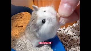 Cute Roborovski dwarf hamster [upl. by Mitzie]