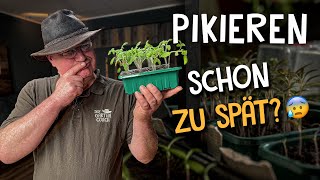 Jungpflanzen richtig pikieren 🌱  Der optimale Zeitpunkt bei der Tomatenanzucht [upl. by Mari714]