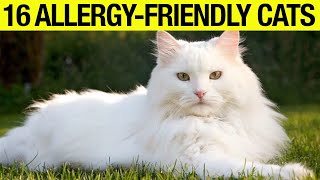 TOP 16 Hypoallergenic Cat Breeds No Shedding No Smell [upl. by Hanson]