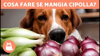 COSA SUCCEDE SE UN CANE MANGIA LA CIPOLLA 🐶🧅 INTOSSICAZIONE e COSA FARE [upl. by Otipaga]