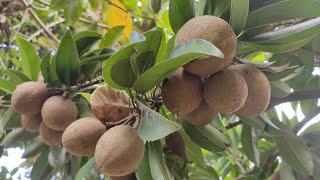 Sapodilla plant care tips  Sapodilla tree care [upl. by Oriaj]