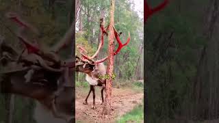 How longhorned deer relieve itching Xiaoluge Wild animals up close Confusing animal behavior Am [upl. by Millhon]