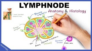 LYMPH NODE Anatomy amp Histology Simplified  Lymphatic System [upl. by Suciram244]