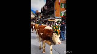 nature sorts europe cows🐄🐄 [upl. by Arretal]