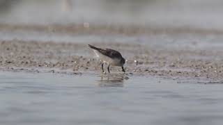 Spoonbilled Sandpiper at Khok Kham Thailand [upl. by Cerf]