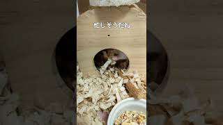 一生懸命巣作りするハムスター hamster building a nestハムスターのいる生活 ハムスター ゴールデンハムスターshorts おすすめ [upl. by Nywled]