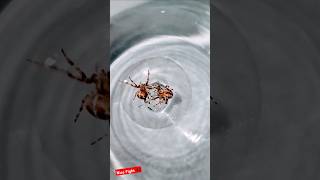 Nice Fight 🕷 spiderfighting spiderfight gagambafight spiderderby gagamba spiders orbweaver [upl. by Alben]