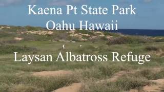 Laysan Albatross on Oahu HI [upl. by Castor]