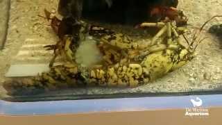 Timelapse Molting Calico Lobster [upl. by Reeve]