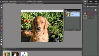 Photoshop Elements Move Tool [upl. by Barcot]