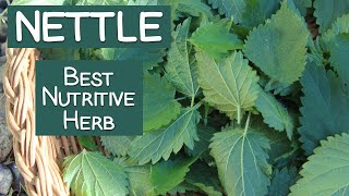 Stinging Nettle A Nutritive Herb and Energizing Tea [upl. by Ainelec]