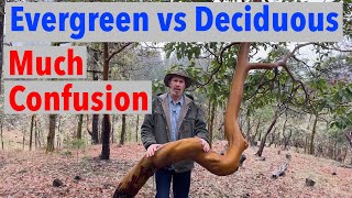 Evergreen vs Deciduous Confuses People Learn the Difference [upl. by Niboc]