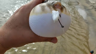 Puffer puffing in hand [upl. by Attenborough]