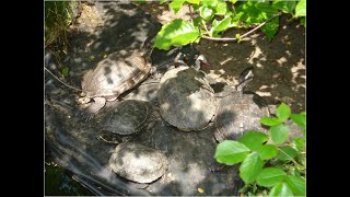 Schildpadden in de Nederlandse natuur [upl. by Htezzil135]