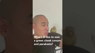 Whats it like owning a greencheeked conure amp parakeet at the same time [upl. by Orihakat]