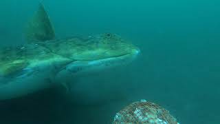 BIGGEST ALASKA HALIBUT EVER CAUGHT ON UNDERWATER CAMERA [upl. by Anerehs]