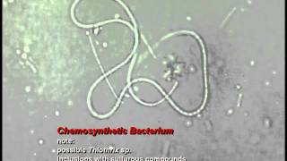 Chemosynthetic Gliding Bacterium [upl. by Yrtua85]