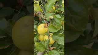 Apple orchard in himanchal 7sep 2024 [upl. by Enahpad]