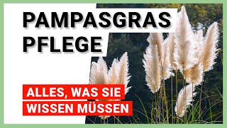 Pampasgras pflegen 7 Tipps für ein gesundes Wachstum [upl. by Blasius]