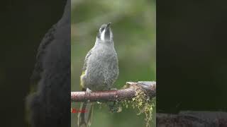 Belfords honeybee eater callbirdsbirdsoundsbirdlovermamatv8542 [upl. by Rotman]