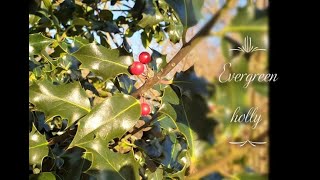 Its the season for evergreens meet the pretty holly Ilex [upl. by Sudbury949]