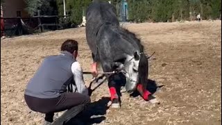 Empezando a realizar ejercicios bonitos desde potro 🐎 [upl. by Scrivenor]