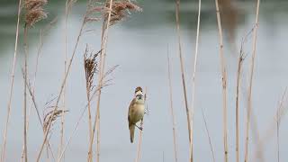 Drosselrørsanger  Great Reed Warbler Acrocephalus arundinaceus [upl. by Fontes]