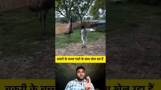 बकरी के बच्चा पक्षी के साथ खेल रहा हैं 😂🤣 shorts goat bird shortvideo viralvideo [upl. by Joletta]