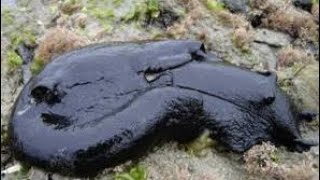 The Black Sea Hare scientific name Aplysia vaccariaUnbelievable creature [upl. by Brey]