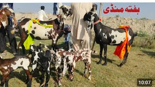 Bakra Mandi sahiwal mein bahut khubsurat bacchon wali bakriyan 03136805101 call Zafar Bakra TV [upl. by Razid933]