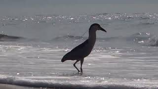 Black crowned Night Heron Fourth of July  2024 [upl. by Ymmas]