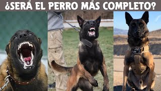 Cosas Que No Sabias De Los Perros Pastor Belga Malinois [upl. by Pooley]