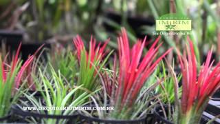 Tillandsia ionantha Fuego [upl. by Monte]