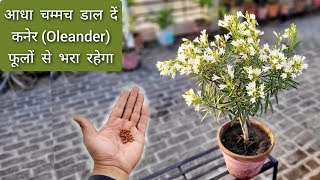 एक बार ये डालो kaner सैकड़ों कलियों फूलों से भरा रहेगा Oleander plant care Kaner plant fertilizer [upl. by Ynnob]