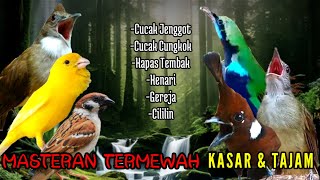 Jadi Ini Yang Kalian Cari  Masteran Paling Mewah Pendobrak Mental Lawan [upl. by Pammy184]